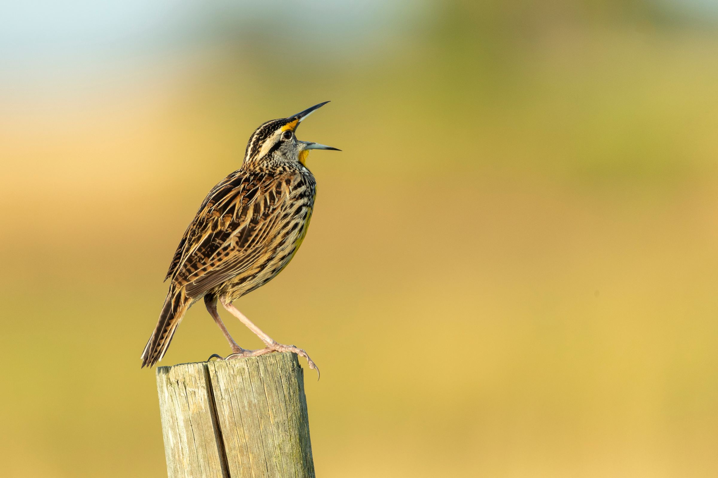 Un'allodola che canta su un palo di legno