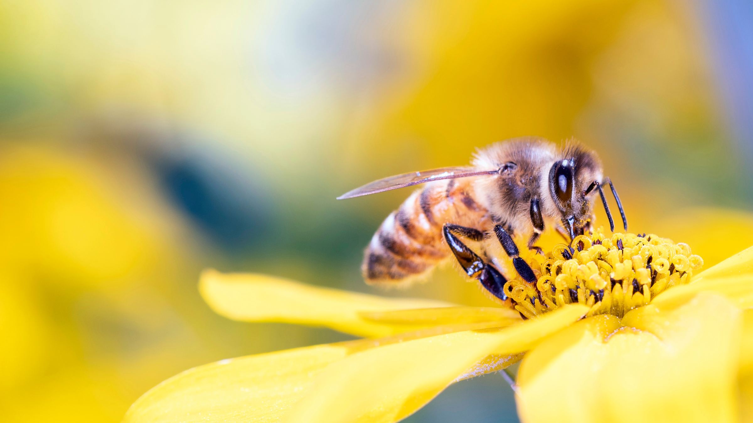 Un'ape al lavoro su un fiore giallo