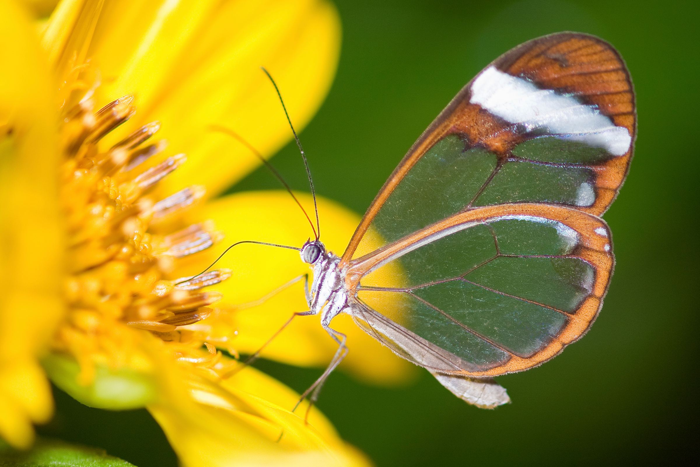 Una farfalla dalle ali trasparenti su un fiore giallo